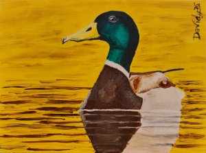 Pato en Aguas Doradas